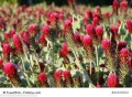 Inkarnatklee Blutklee Rosenklee Trifolium incarnatum 10.000 Samen
